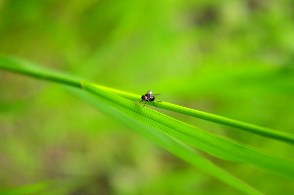 Insect nature macro