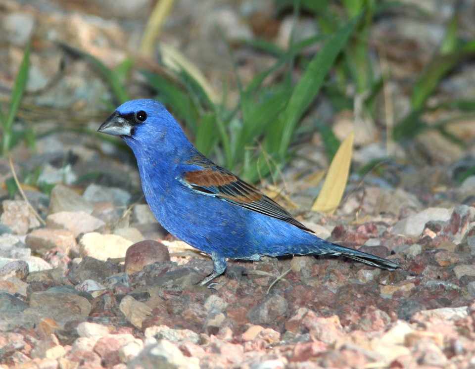 GROSBEAK, BLUE (5-31-11) 78 circulo montana, patagonia lake ranch estates, scc, az -03