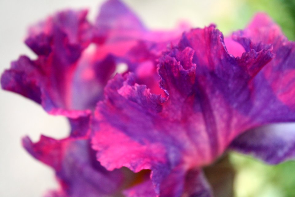 Pink Tinted Petals.