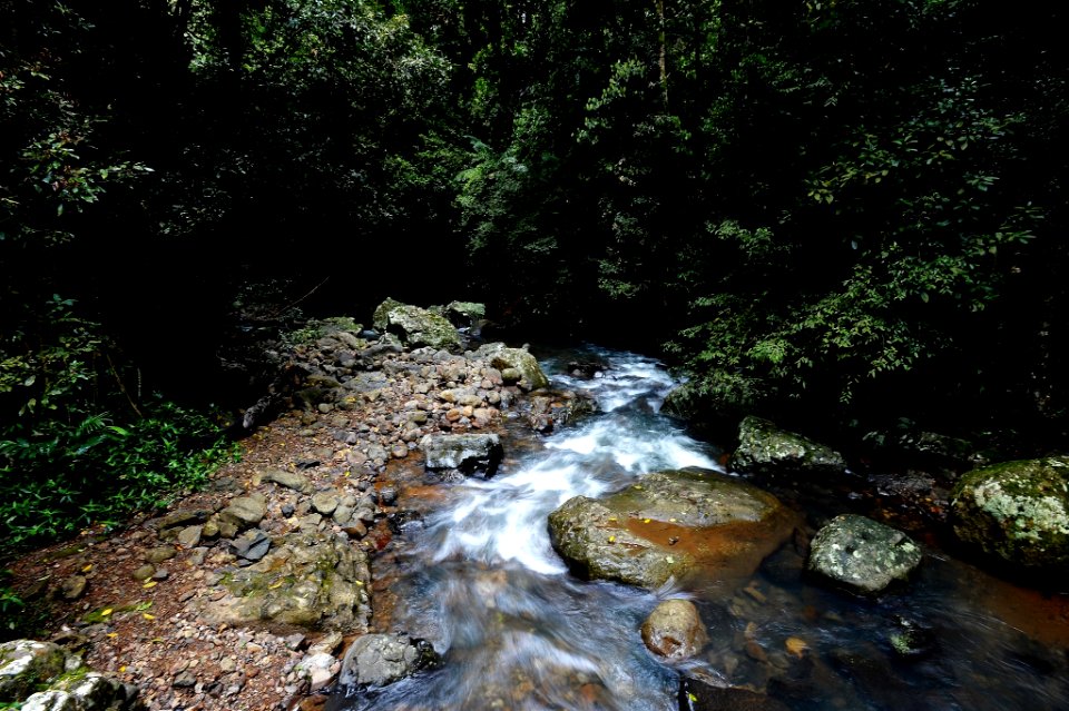 Jungle creek