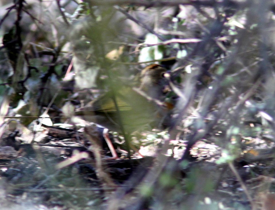 OVENBIRD (12-9-10) down river from santa gertrudis lane, scc, az -02a