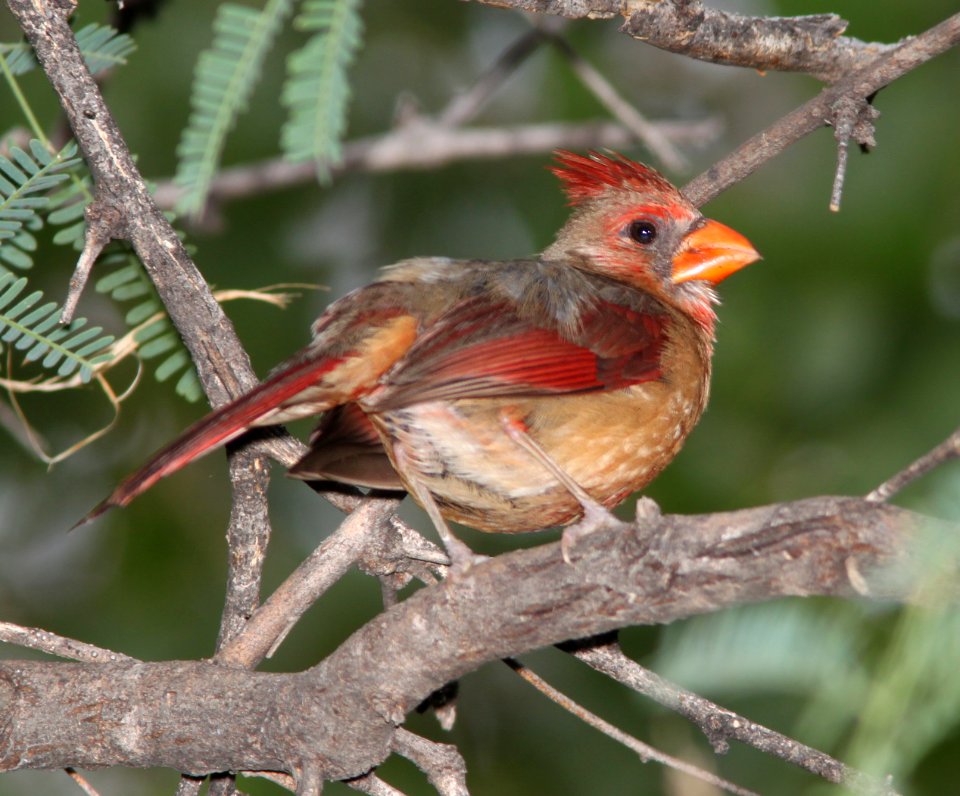 CARDINAL, NORTHERN (7-21-11) de anza trail, rio rico, scc, az -02