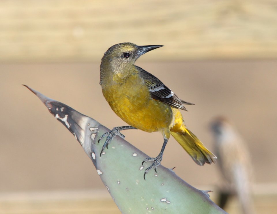 ORIOLE, HOODED (4-1-11) 78 circulo montana, patagonia lake ranch estates, ssc, az -05