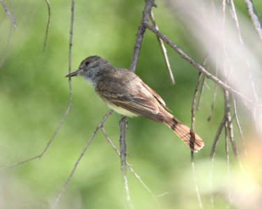 FLYCATCHER, sp (5-29-11) patagonia-sonoita creek preserve, scc, az -01