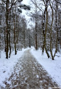 Southwood Winter Walk