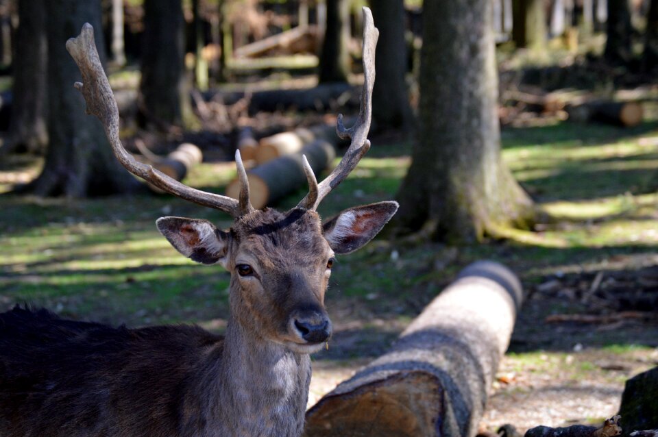 Antler animal world wildpark poing