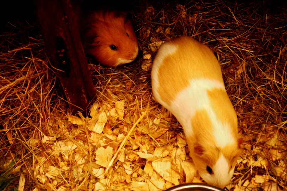Guinea Pigs.