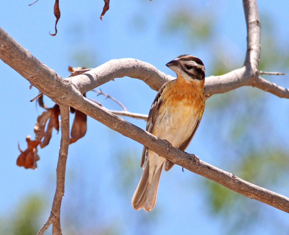 GROSBEAK, BLACK-HEADED (4-27-11) paton's, patagonia, az -01
