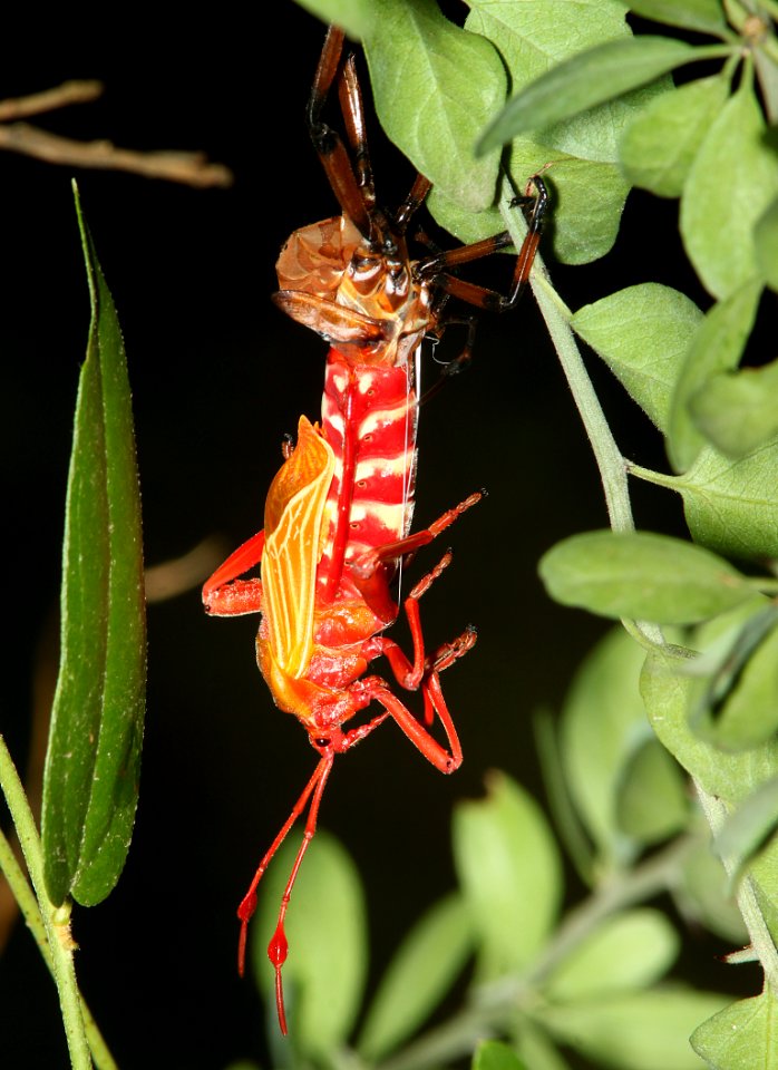 GIANT MESQUITE BUG (Thasus neocalifornicus) (7-21-11) nymph emerging, de anza trail, rio rico, scc, az -01