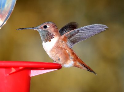 HUMMINGBIRD, RUFOUS (3-9-11) 78 circulo montana, patagonia lake ranch estates, scc, az -01