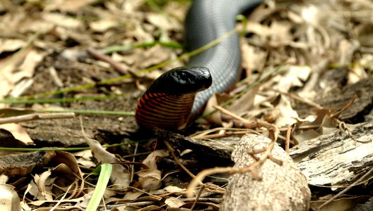 Close encounter of the black kind