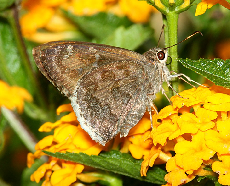 SKIPPER, ACACIA (Cogia hippalus) (7-22-11) 78 circulo montana, patagonia lake ranch estates, scc, az -01