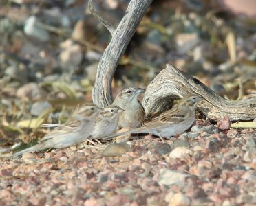SPARROW, BOTTERI'S (3-11-11) 78 circulo montana, patagonia lake ranch estates, scc, az -01 with brewer's sparrows