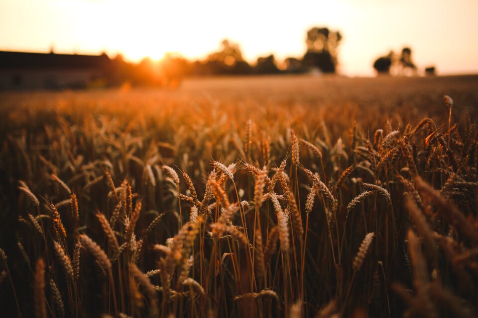 Summer harvest village