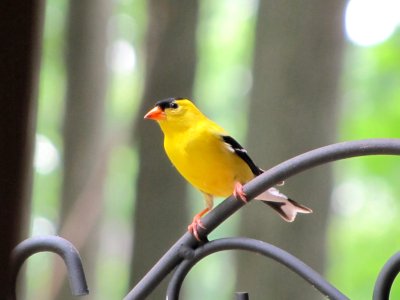 Male Goldfinch