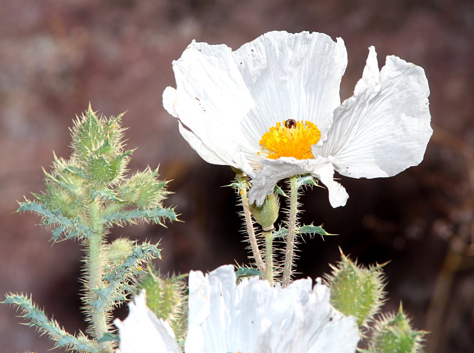 PRICKLE-POPPY, WHITE (Argemone pleiacantha) (5-14-11) pena blanca lake, scc, AZ -02