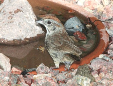 SPARROW, RUFOUS-CROWNED (8-5-10) yard, west of patagonia, scc, az -01