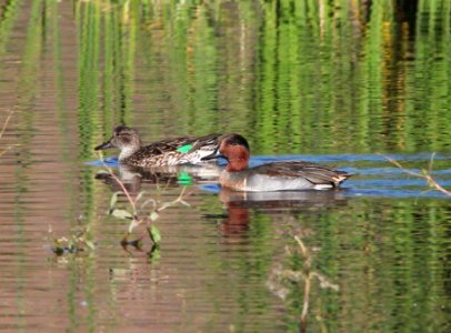 TEAL, GREEN-WINGED (11-1-10) patagonia lake, scc, az -03