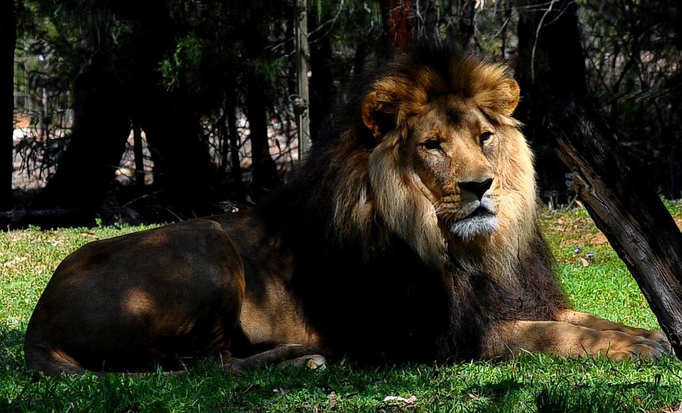 Western Plains Zoo - Dubbo NSW