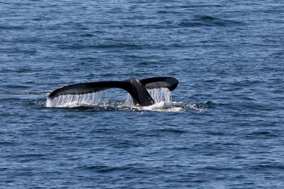 Humpback whale flukes