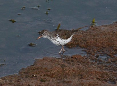 SANDPIPER, SPOTTED (5-10-11) patagonia lake, scc, az -08