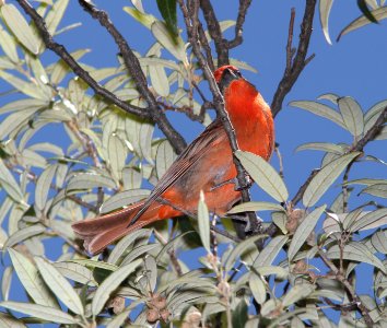 TANAGER, HEPATIC (5-1-11) humboldt cyn, scc, az -03