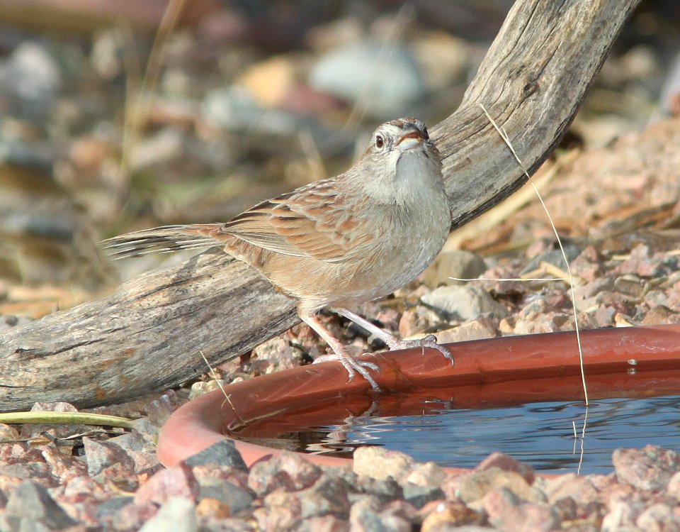 SPARROW, BOTTERI'S (3-11-11) 78 circulo montana, patagonia lake ranch estates, scc, az -02