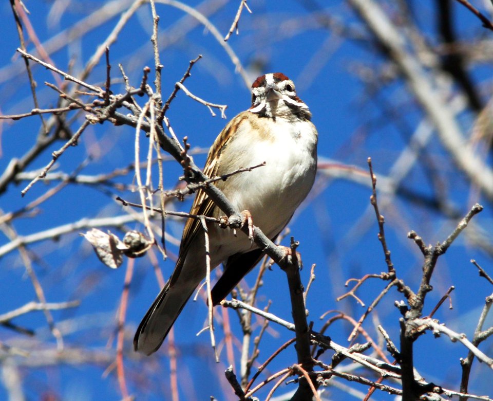 SPARROW, LARK (3-2-11) sonoita creek nat area, scc, az -02