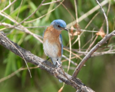 BLUEBIRD, EASTERN (6-5-11) harshaw canyon 1.1-mile creek crossing, scc, az -02