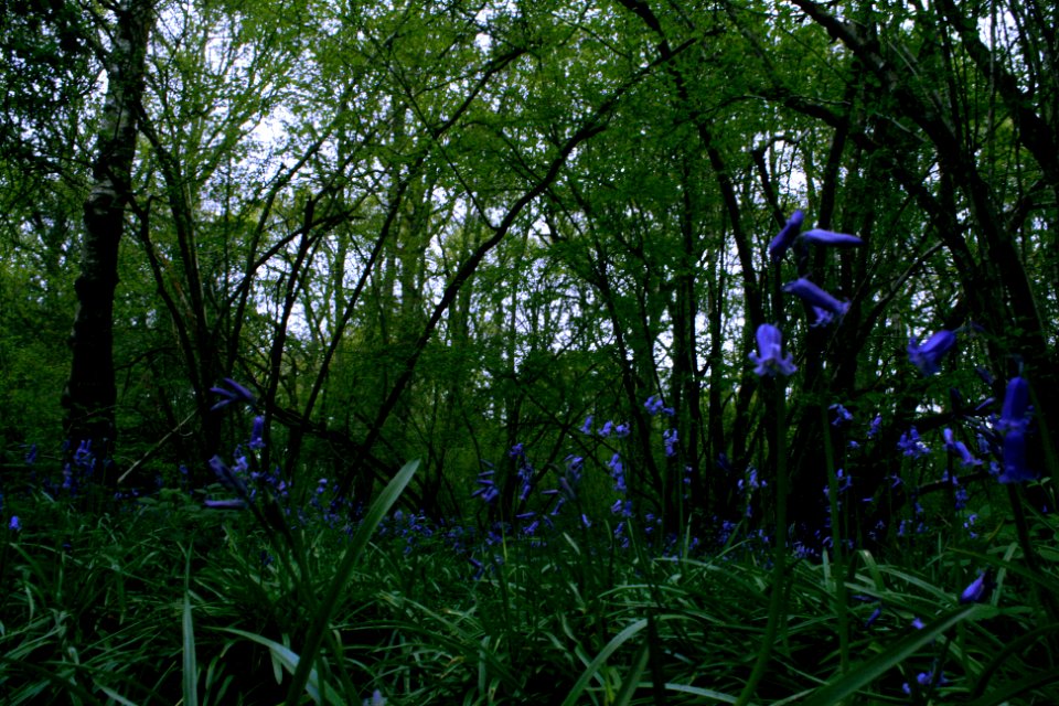 Bluebell Wood.