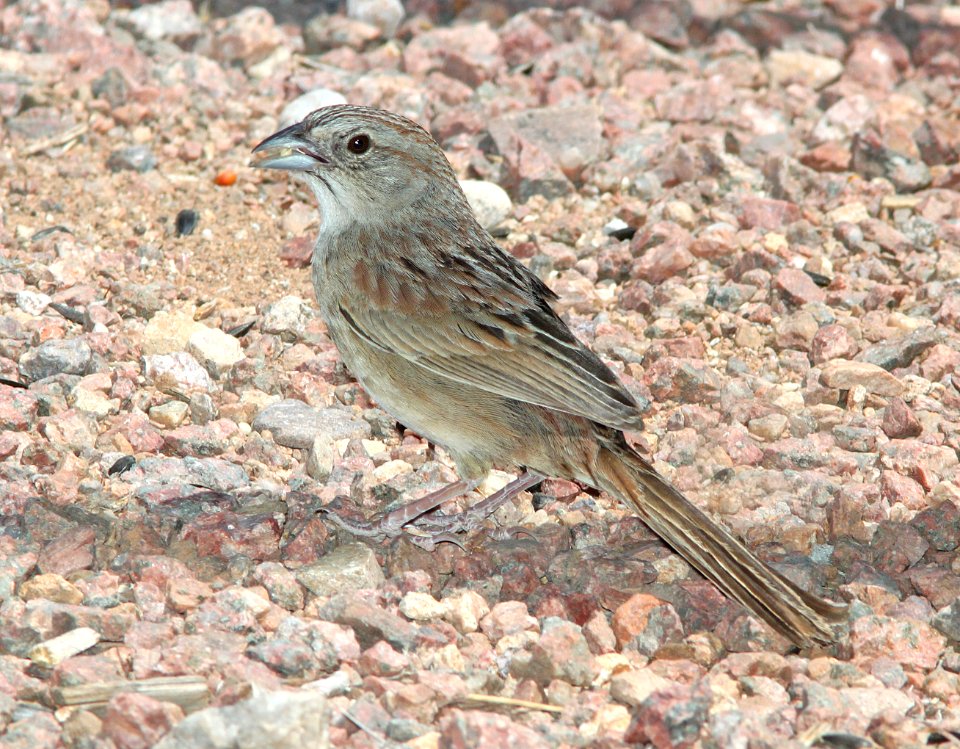 SPARROW, BOTTERI'S (5-31-11) 78 circulo montana, patagonia lake ranch estates, scc, az -02