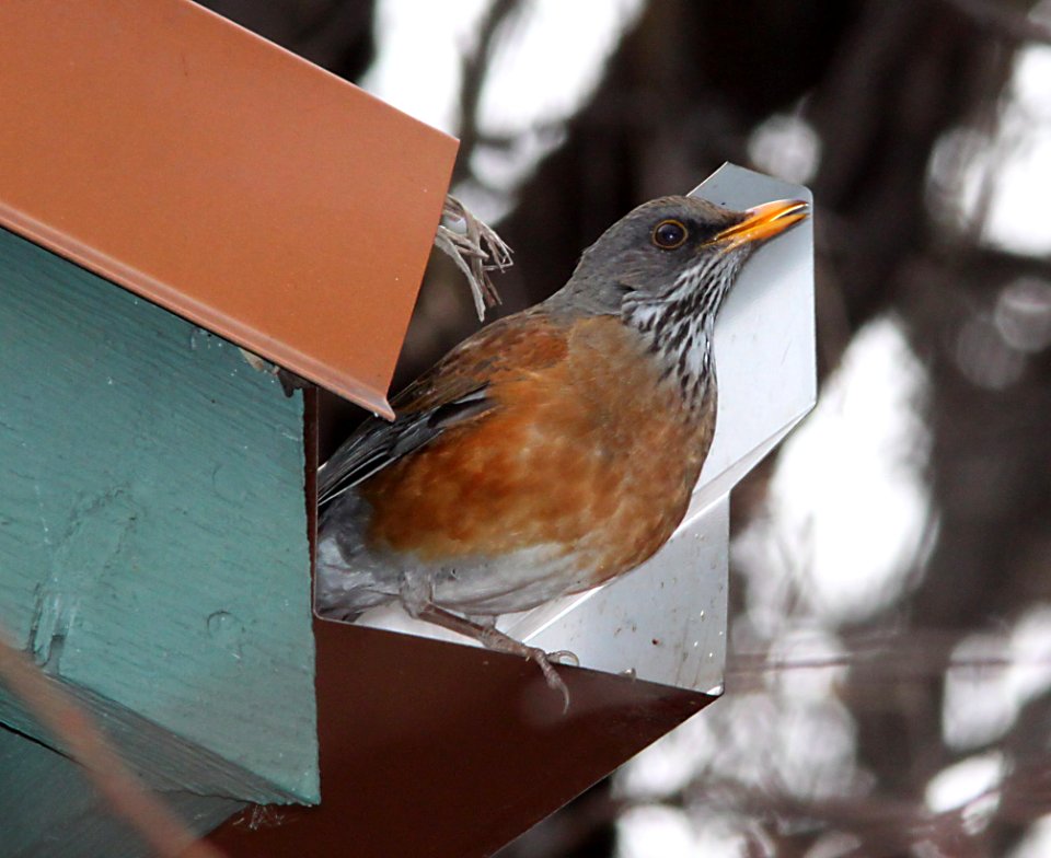 ROBIN, RUFOUS-BACKED (1-6-11) Patagonia, scc, az -02