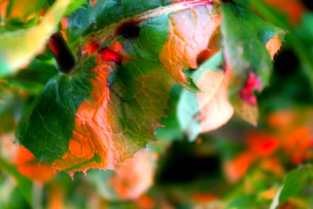 Red Tinted Leaf. photo