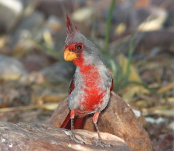 PYRRHULOXIA (5-31-11) 78 circulo montana, patagonia lake ranch estates, scc, az -03