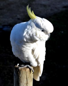 Cockatoo - Lorne VIC photo