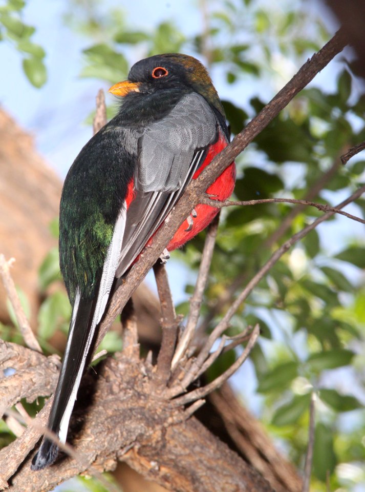 TROGON, ELEGANT (3-20-11) patagonia lake sate park, scc, az -01