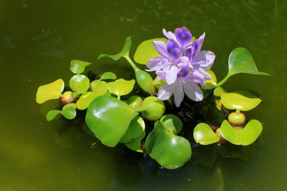 Blossom nature flower