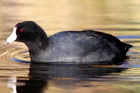 COOT, AMERICAN (12-6-01) patagonia lake, scc, az -01