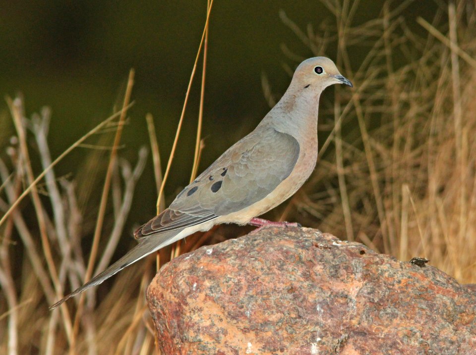DOVE, MOURNING (5-3-11) 78 circulo montana, patagonia lake ranch estates, scc, az -01