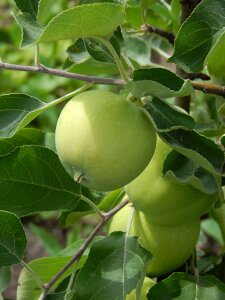 Fruit apple on the branch green leaves