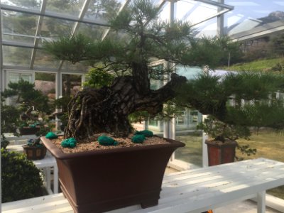 South Korea Bonsai 2