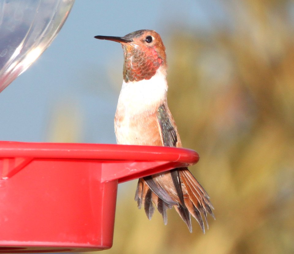 HUMMINGBIRD, RUFOUS (3-10-11) 78 circulo montana, patagonia ranch estates, scc, az -03