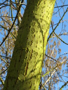Great sallow trunk tree