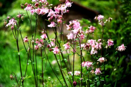 Pink Flowers. photo