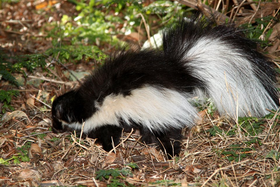 SKUNK, HOODED (Mephitis macroura) (1-13-11) patagonia lake, scc, az -01