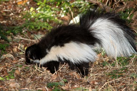 SKUNK, HOODED (Mephitis macroura) (1-13-11) patagonia lake, scc, az -01