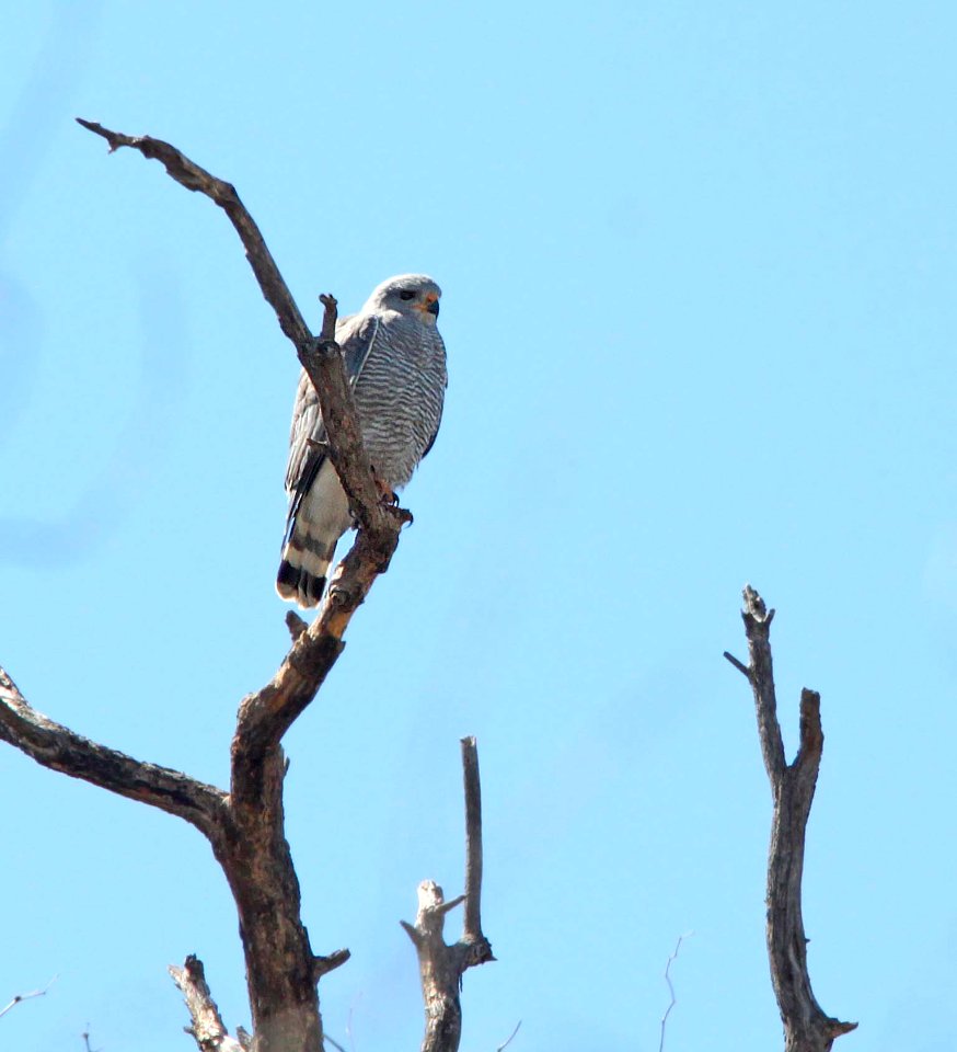 HAWK, GRAY (4-10-11) patagonia lake state park, scc, az -01