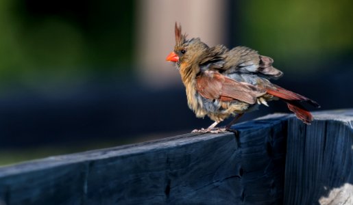 Bad hair day (♀ Northern Cardinal)