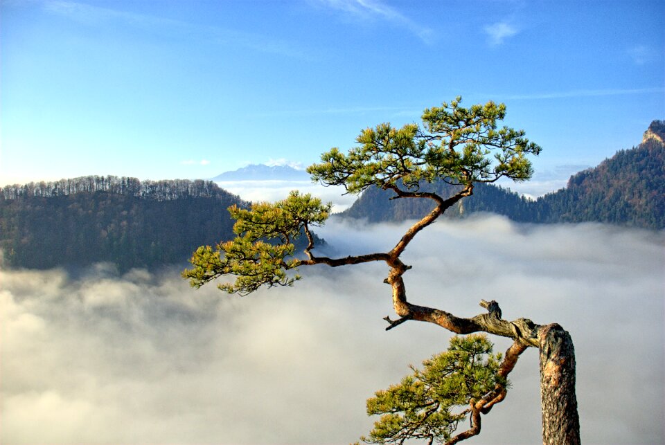 Pieniny pine mountains