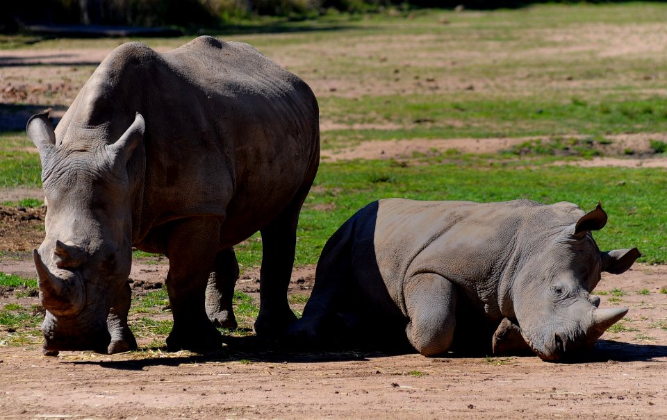 Western Plains Zoo - Dubbo NSW